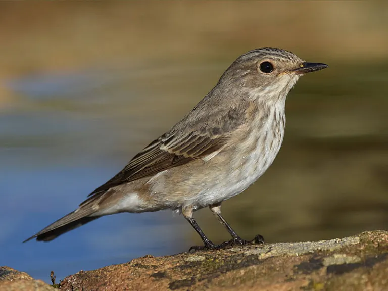Papamoscas gris (Muscicapa striata)