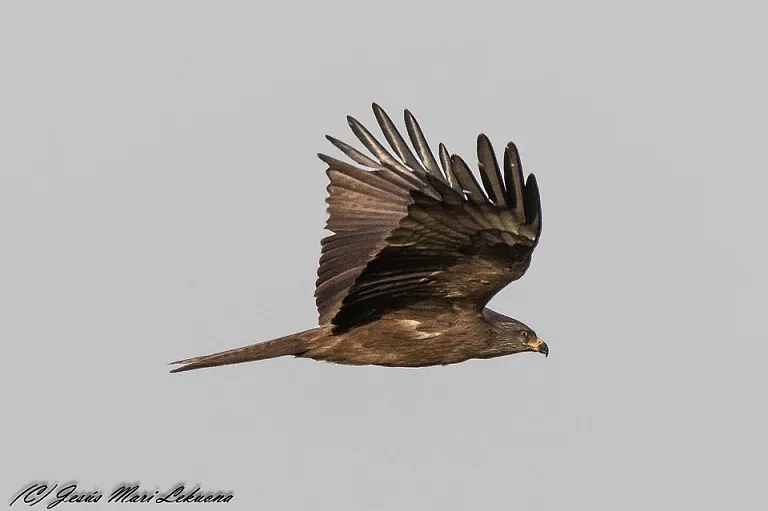 Black kite