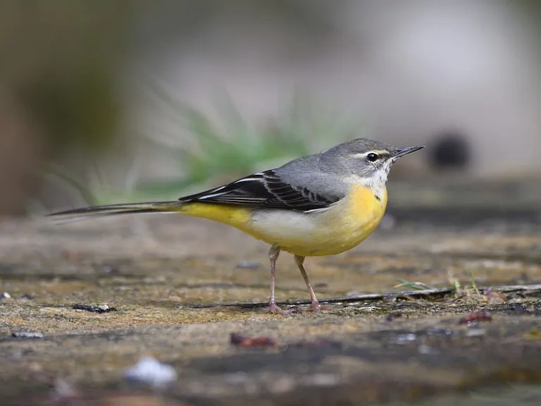 Lavandera cascadeña (Motacilla cinerea)