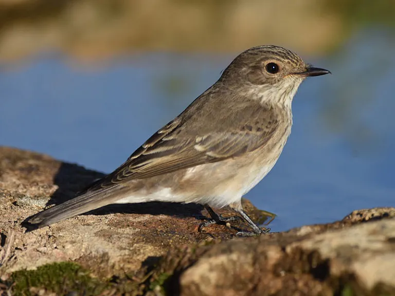 Papamoscas gris (Muscicapa striata)