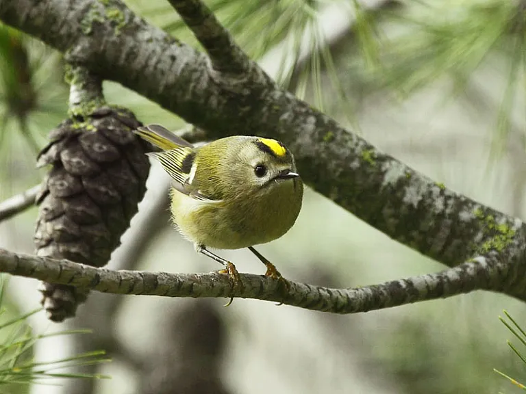 Goldcrest