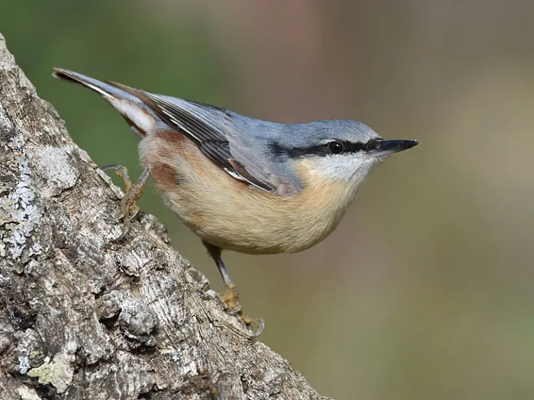 Trepador azul (Sitta europaea)