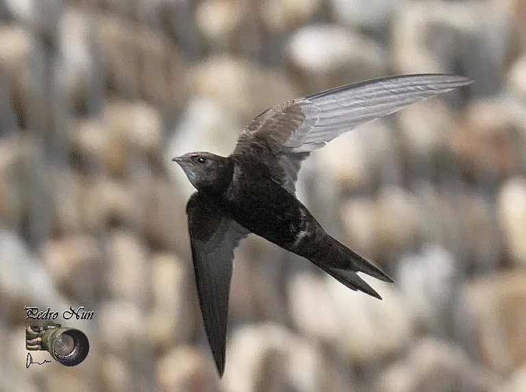 Common swift Common swift