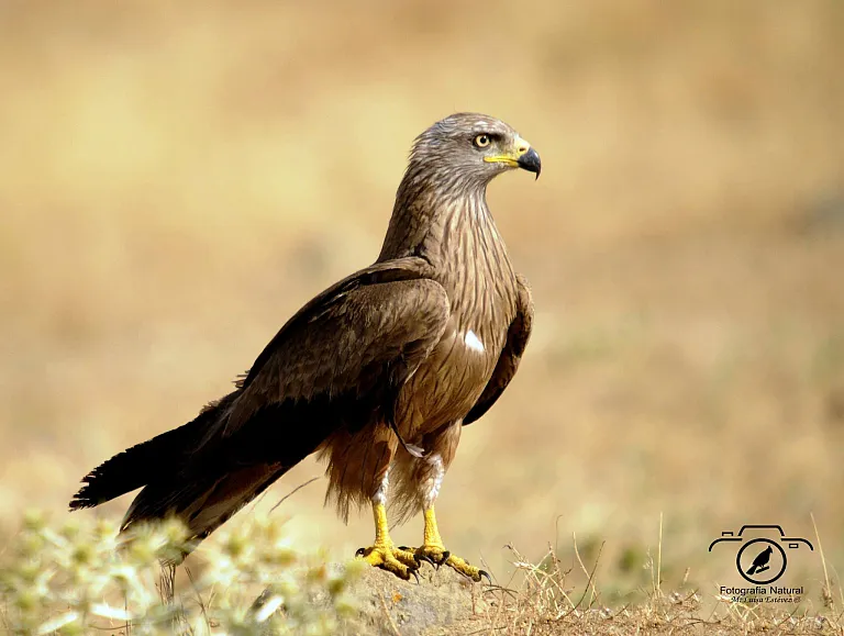 Black kite