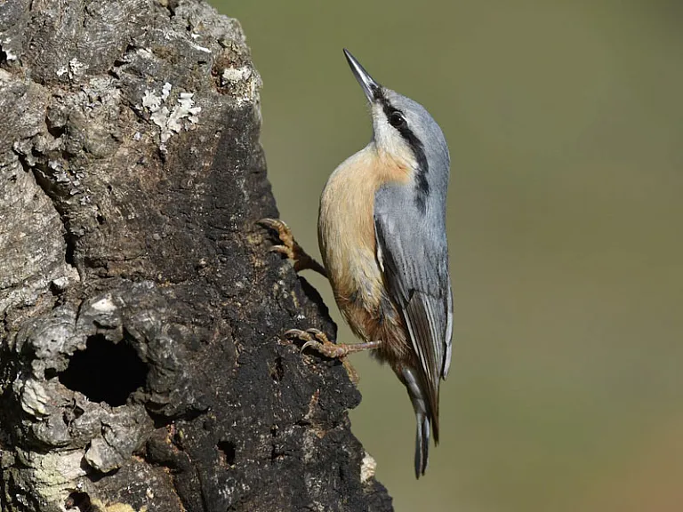 Trepador azul (Sitta europaea)
