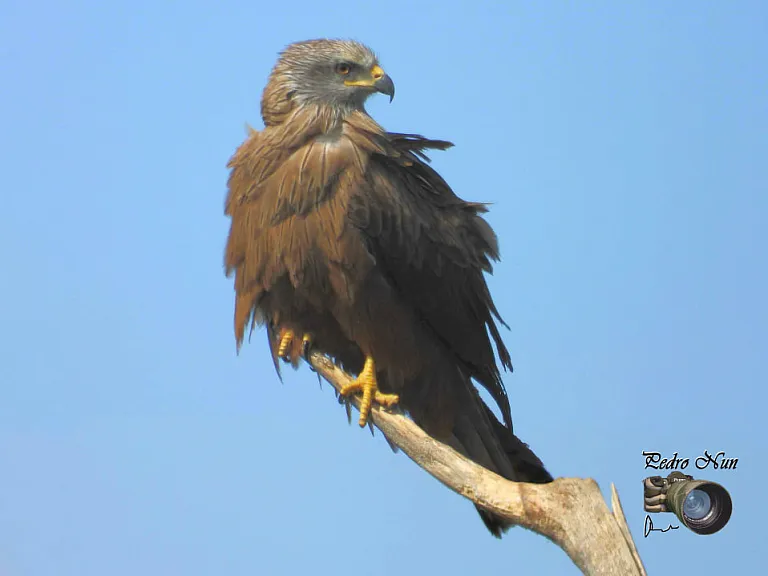 Black kite