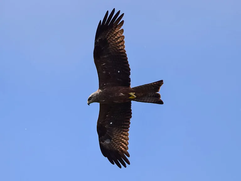Black kite