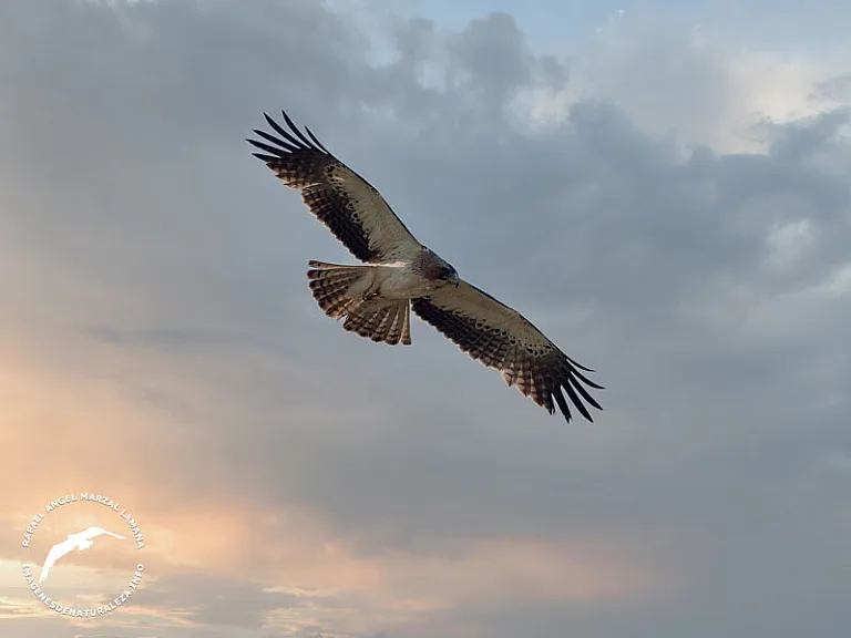 Águila calzada (Hieraaetus pennatus) Águila calzada (Hieraaetus pennatus)