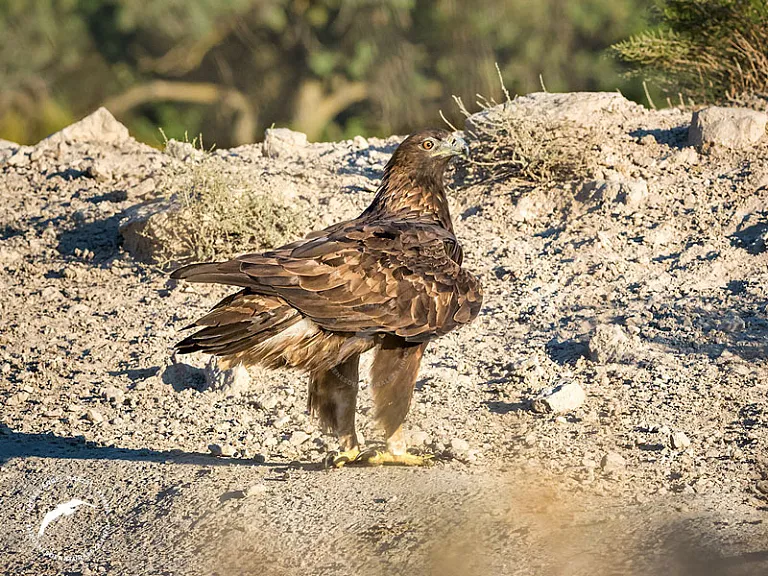 Águila real (Aquila chrysaetos) Águila real (Aquila chrysaetos)