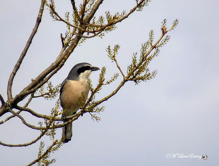 Southern grey shrike Southern grey shrike