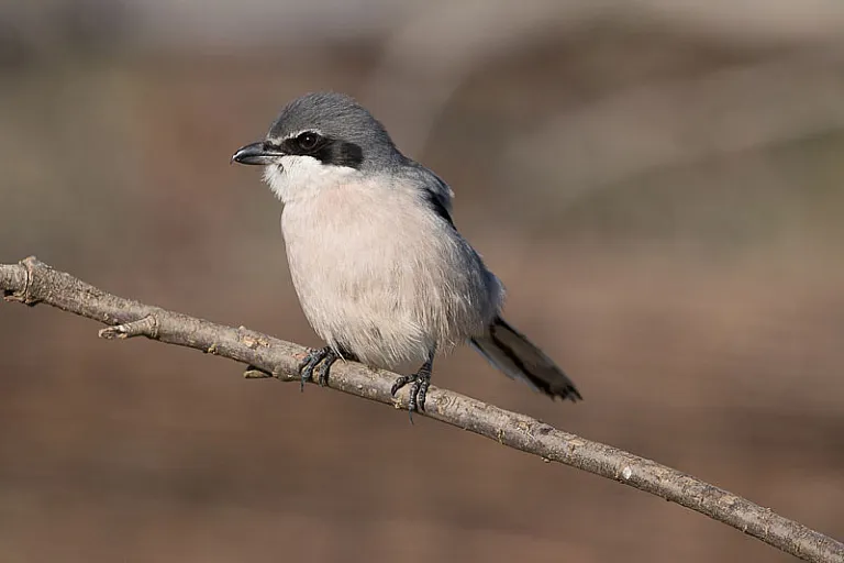 Southern grey shrike Southern grey shrike