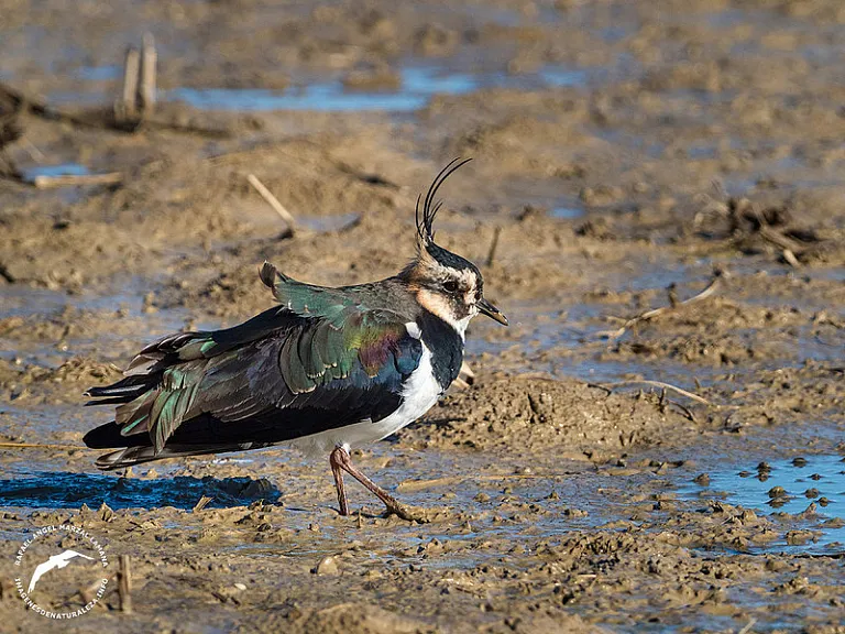 Avefría europea (Vanellus vanellus) Avefría europea (Vanellus vanellus)