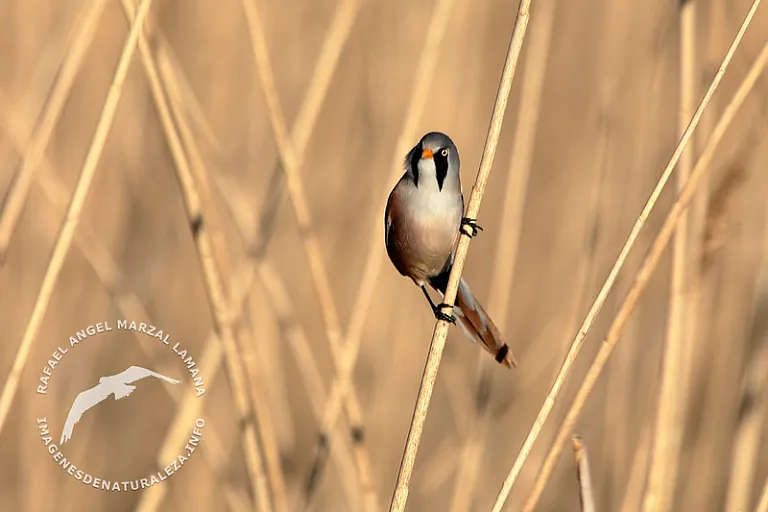 Bigotudo (Panurus biarmicus) Bigotudo (Panurus biarmicus)