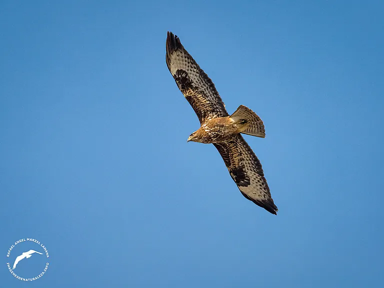 Busardo ratonero (Buteo buteo) Busardo ratonero (Buteo buteo)