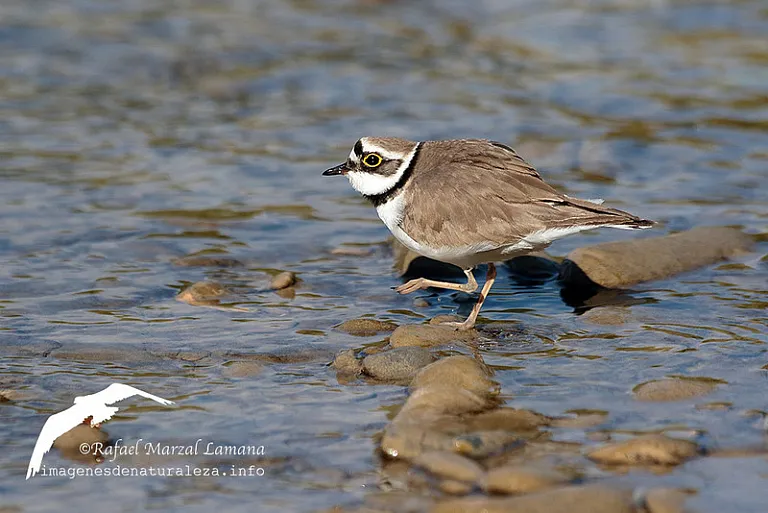 Chorlitejo chico (Charadrius dubius) Chorlitejo chico (Charadrius dubius)