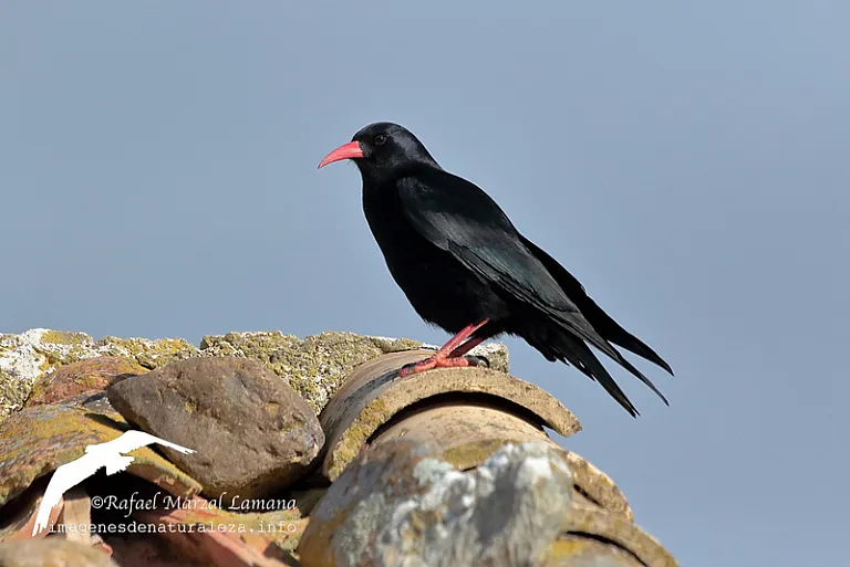 Chova piquirroja (Pyrrhocorax pyrrhocorax) Chova piquirroja (Pyrrhocorax pyrrhocorax)