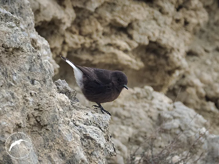 Collalba negra (Oenanthe leucura) Collalba negra (Oenanthe leucura)