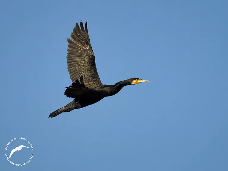 Cormorán grande (Phalacrocorax carbo) Cormorán grande (Phalacrocorax carbo)