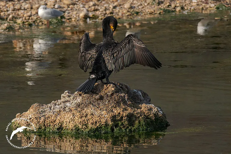 Cormorán grande (Phalacrocorax carbo) Cormorán grande (Phalacrocorax carbo)