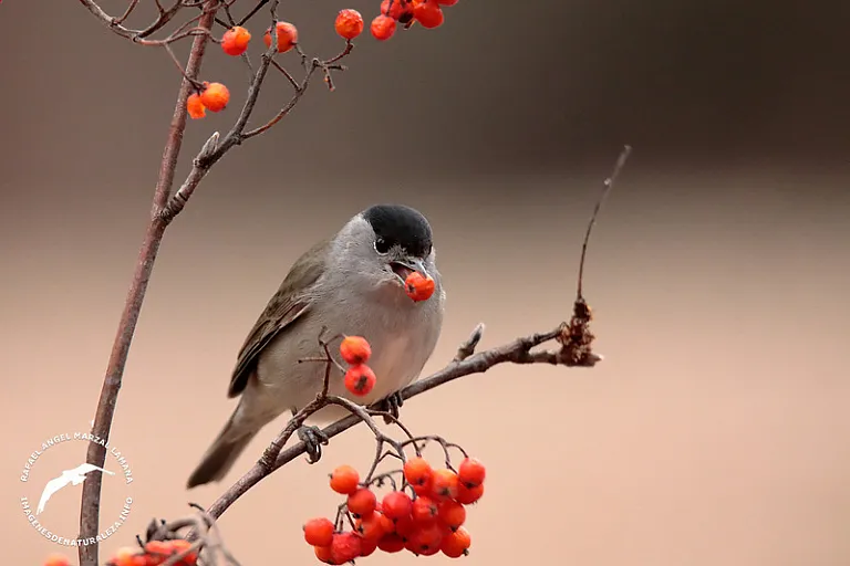 Curruca capirotada (Sylvia atricapilla) Curruca capirotada (Sylvia atricapilla)