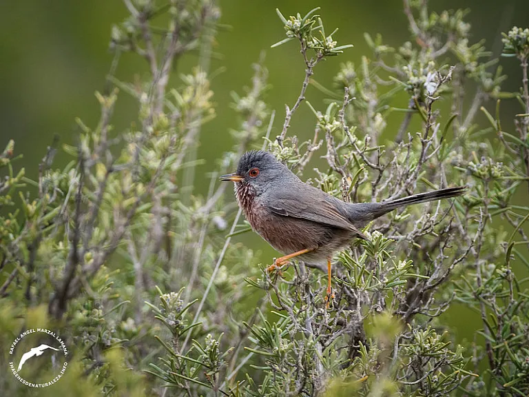 Curruca rabilarga (Curruca undata) Curruca rabilarga (Curruca undata)