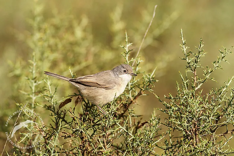 Curruca tomillera (Curruca conspicillata) Curruca tomillera (Curruca conspicillata)