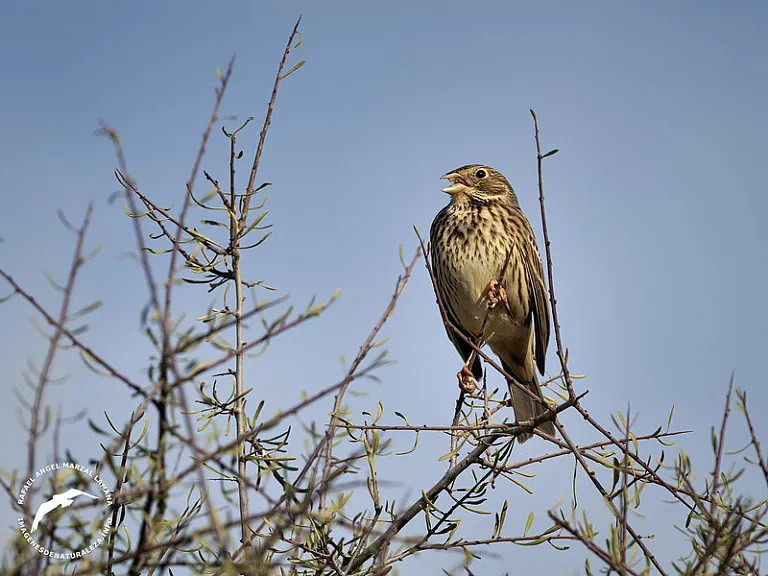 Escribano triguero (Emberiza calandra) Escribano triguero (Emberiza calandra)