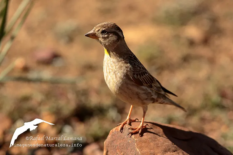 Gorrión chillón (Petronia petronia) Gorrión chillón (Petronia petronia)