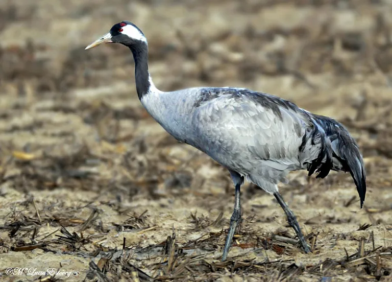 Grulla común Grulla común