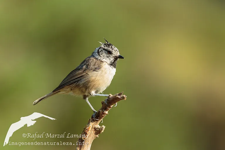 Herrerillo capuchino (Lophophanes cristatus) Herrerillo capuchino (Lophophanes cristatus)