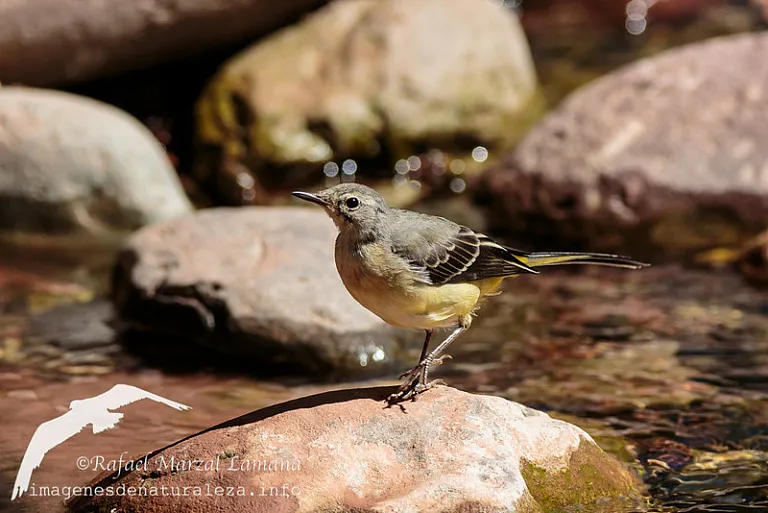 Lavandera cascadeña (Motacilla cinerea) Lavandera cascadeña (Motacilla cinerea)