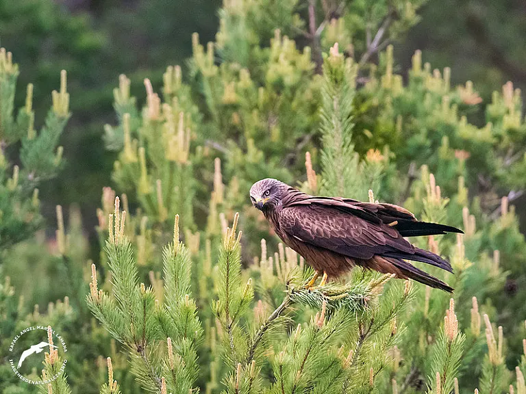 Black kite