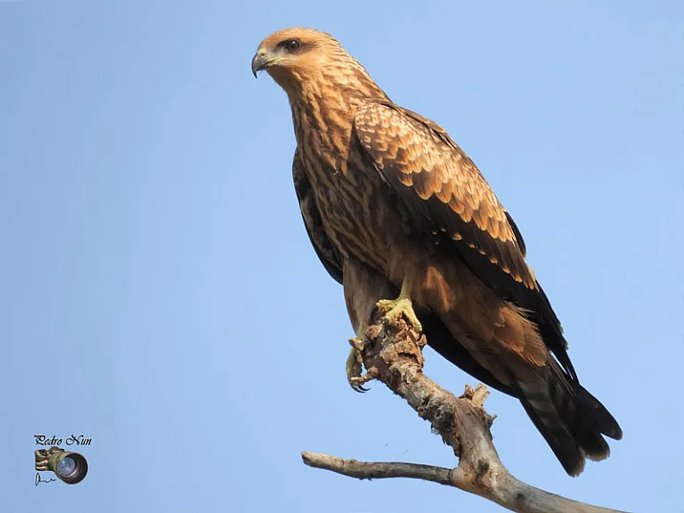 Black kite