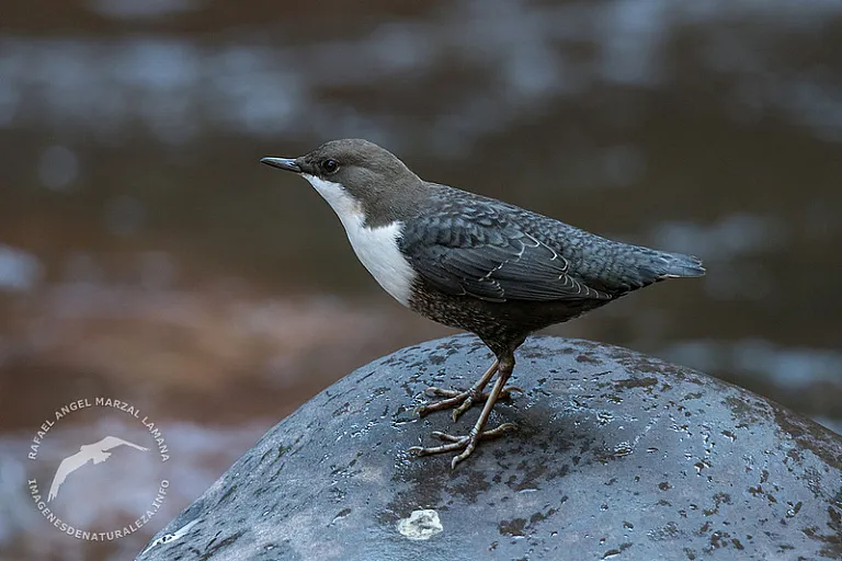 Mirlo acuático europeo (Cinclus cinclus) Mirlo acuático europeo (Cinclus cinclus)