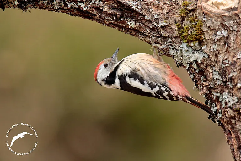 Pico mediano (Dendrocoptes medius) Pico mediano (Dendrocoptes medius)