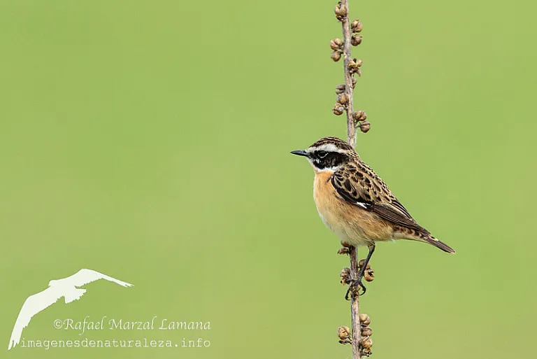Tarabilla norteña (Saxicola rubetra) Tarabilla norteña (Saxicola rubetra)