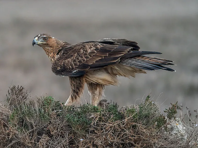 Águila perdicera