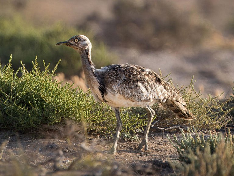 Outarde houbara