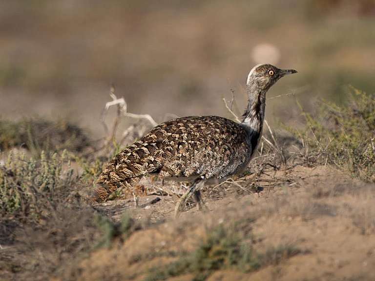 Outarde houbara