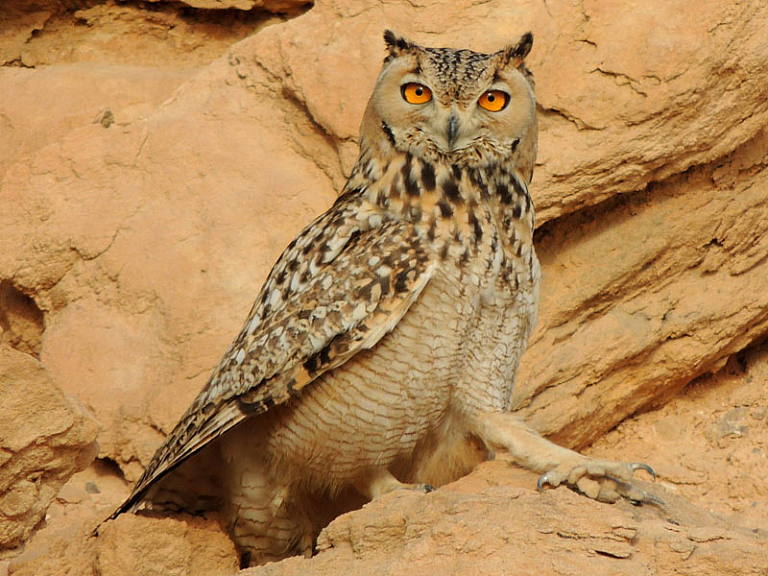 Gufo reale del deserto (Bubo ascalaphus) Gufo reale del deserto (Bubo ascalaphus)