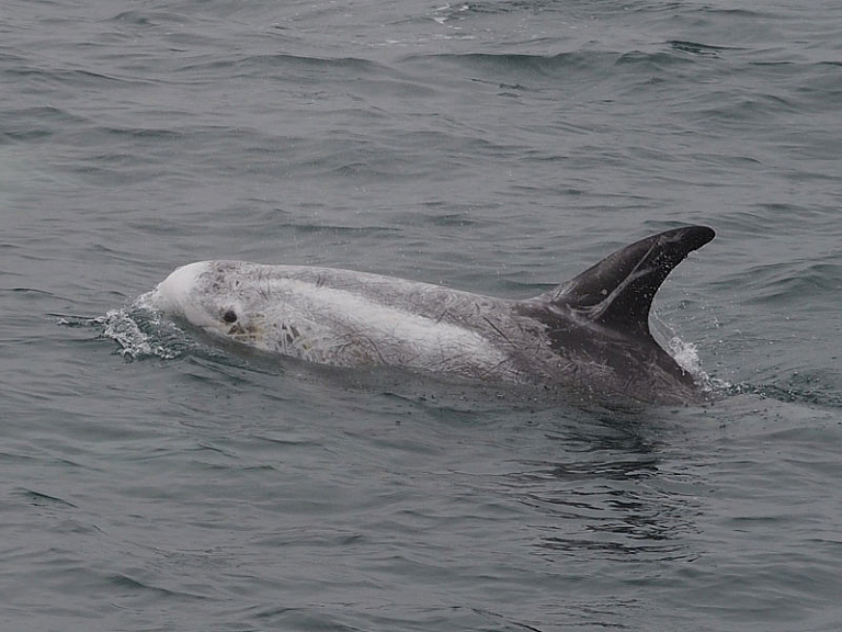 Rundkopfdelfin (Grampus griseus) Rundkopfdelfin (Grampus griseus)