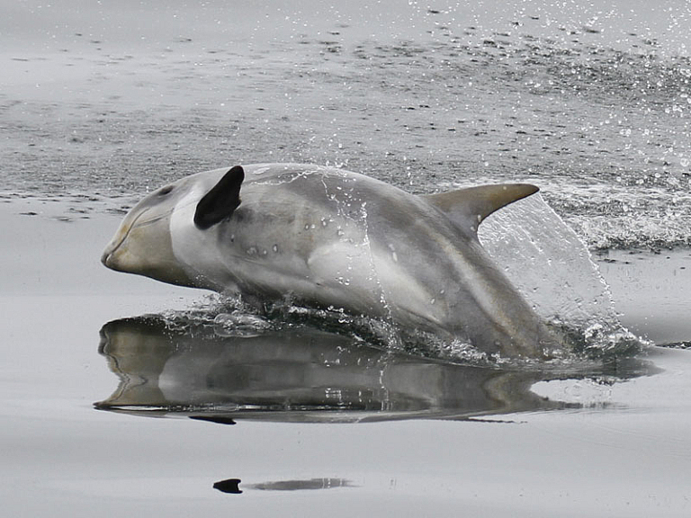 Dauphin de Risso (Grampus griseus) Dauphin de Risso (Grampus griseus)