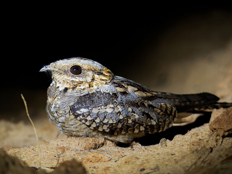 Siboc (Caprimulgus ruficollis) Siboc (Caprimulgus ruficollis)