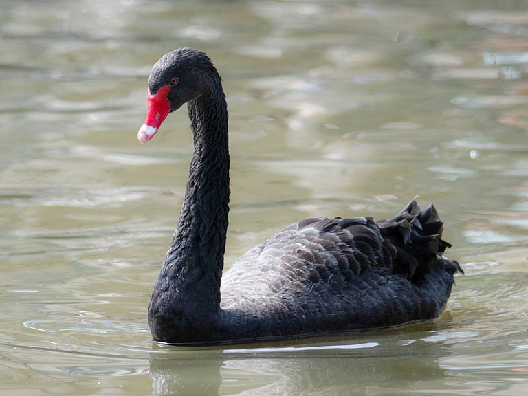 Cigne negre (Cygnus atratus) Cigne negre (Cygnus atratus)