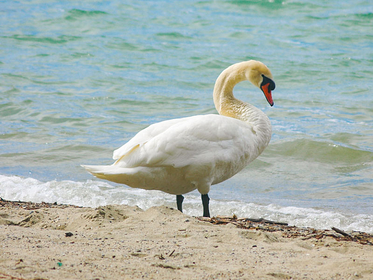 Cigne mut