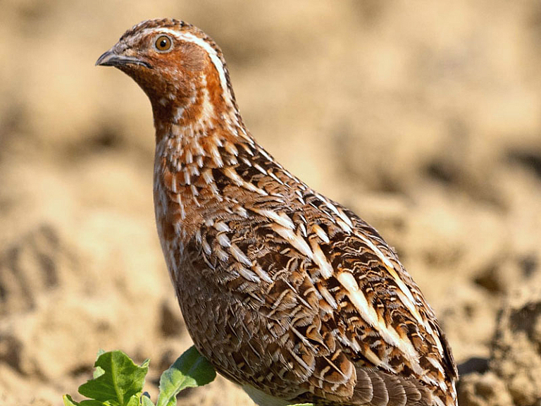 Galeperra Galeperra