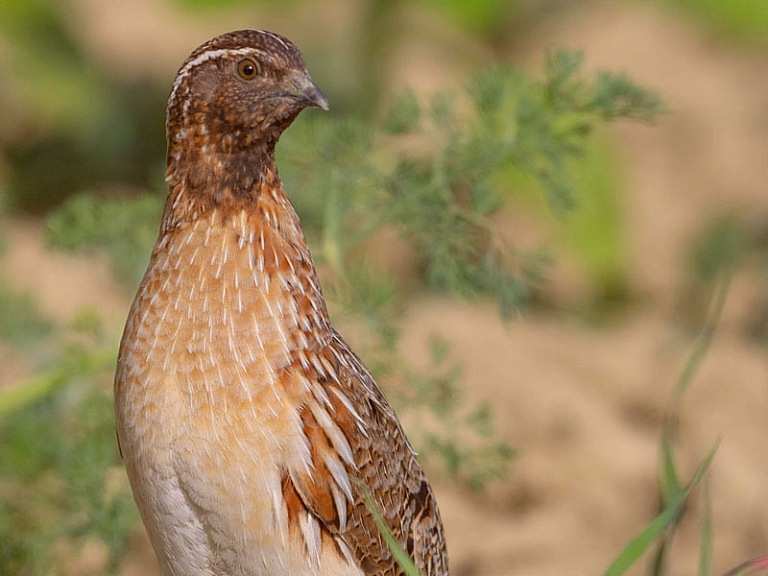 Galeperra Galeperra