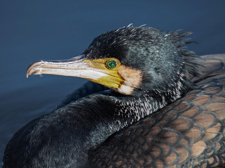 Corb marí gros (Phalacrocorax carbo) Corb marí gros (Phalacrocorax carbo)