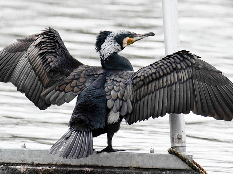 Corb marí gros (Phalacrocorax carbo) Corb marí gros (Phalacrocorax carbo)