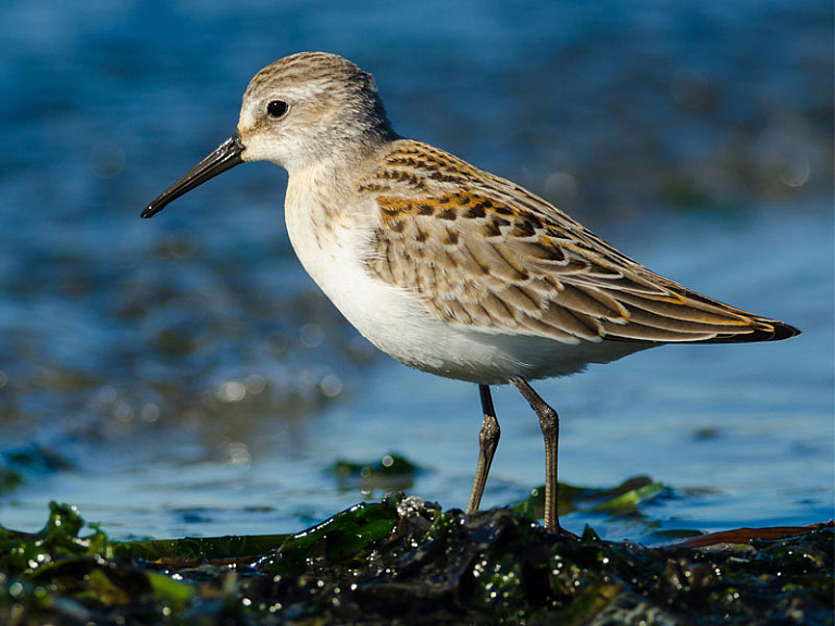 Bécasseau d'Alaska